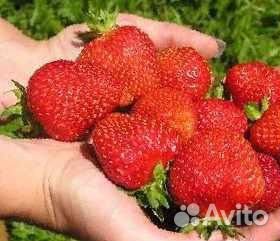 Рассада клубники