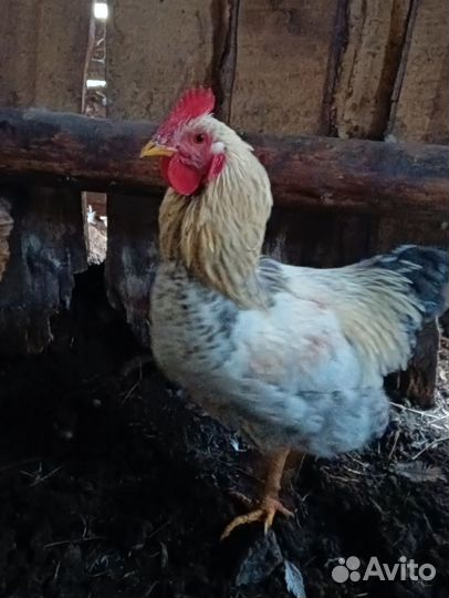 Молодые петухи