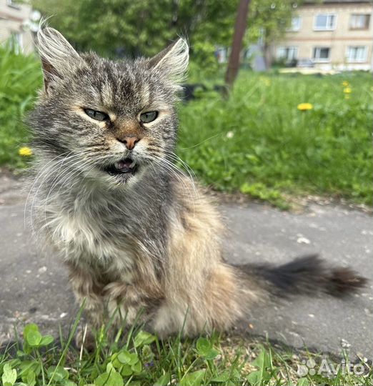 Кошка в беде