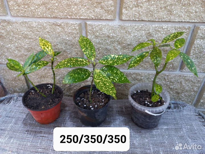 Вечнозелёная аукуба куст