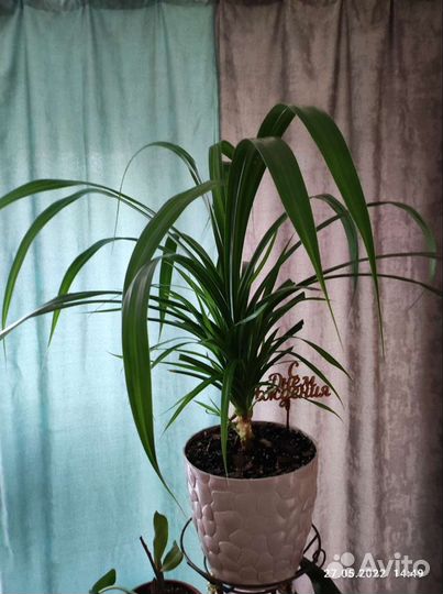 Пальма панданус