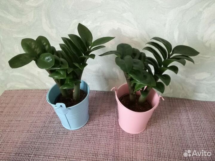 Аглаонемы Нолины Зензи Калатеи Фикусы Алоказии