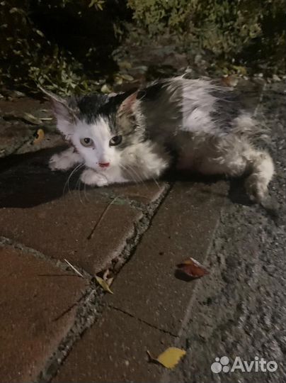 Котик в добрые ручки