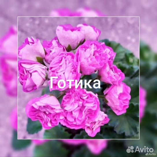 Герань пеларгония