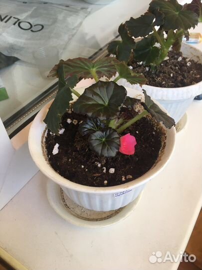 Бегония элатиор