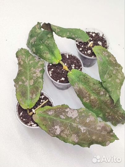 Хойя Ундулата (Hoya Undulata)