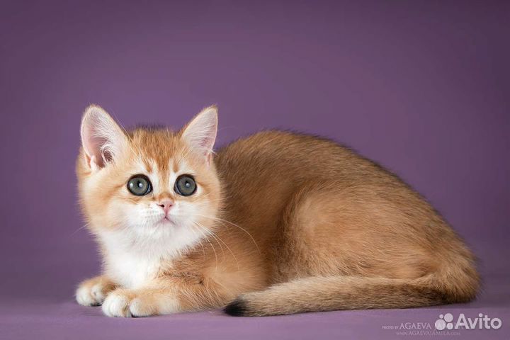Котята золотые и серебристые шиншиллы