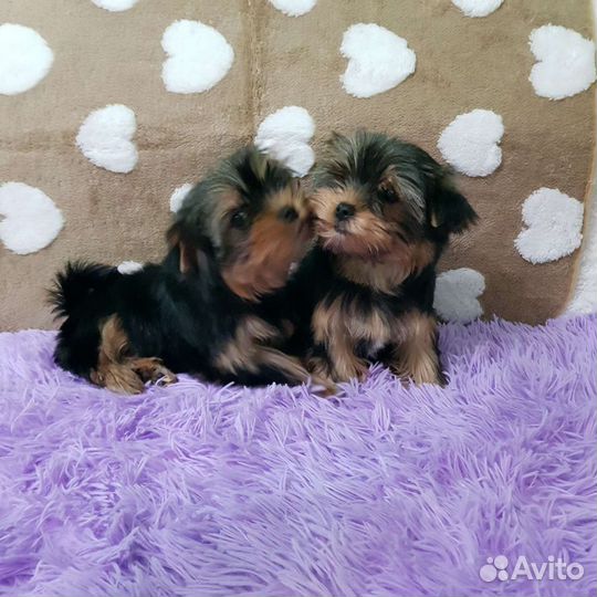 Йоркширский терьер щенки