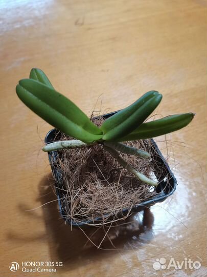 Ринхостилис Гигантея