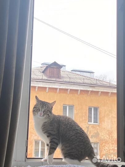 Кот в добрые руки