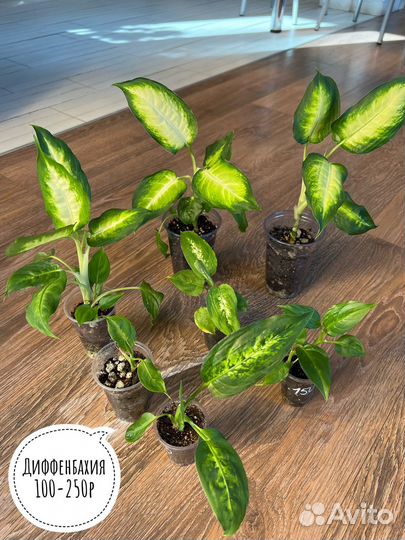 Комнатные цветы