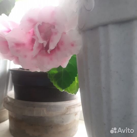 Рассада цветов