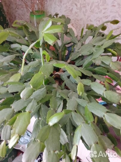 Декабрист шлюмбергера