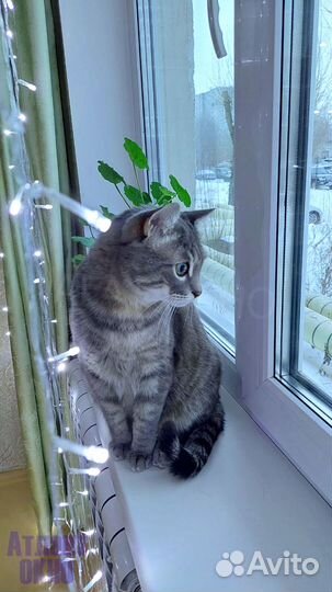 Пластиковое окно