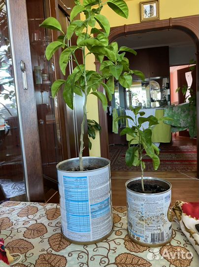 Лимонное дерево