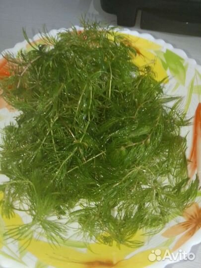 Аквариумные растения