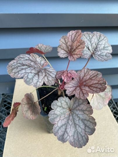 Гейхеры в горшке р9