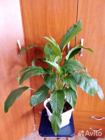 Спатифиллум