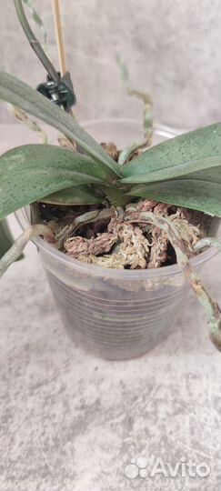 Фаленопсис I-Hsin Maple Valley