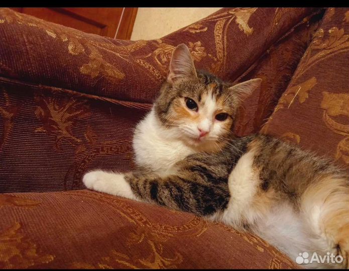 Кошечка 1 год