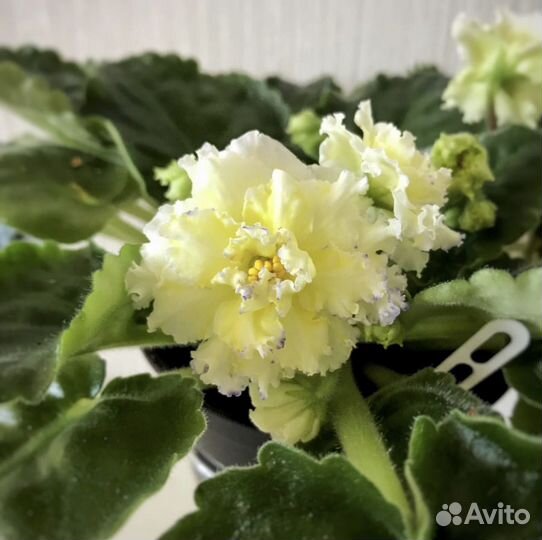 Фиалки сортовые детки