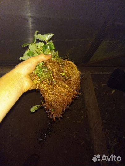 Рассада сортовой клубники гибрид азия