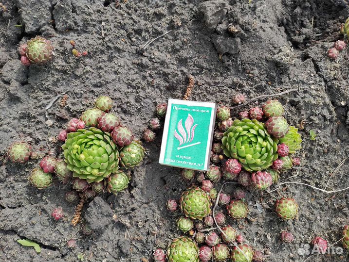 Молодило каменная роза