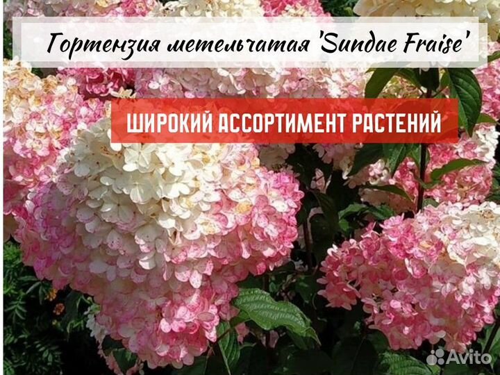 Декоративные кустарники зкс