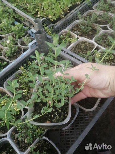 Тимьян, зверобой, душица