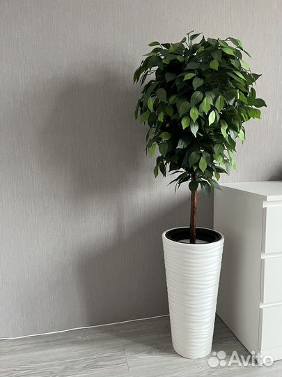 Фикус бенджамина
