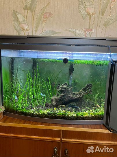Аквариум