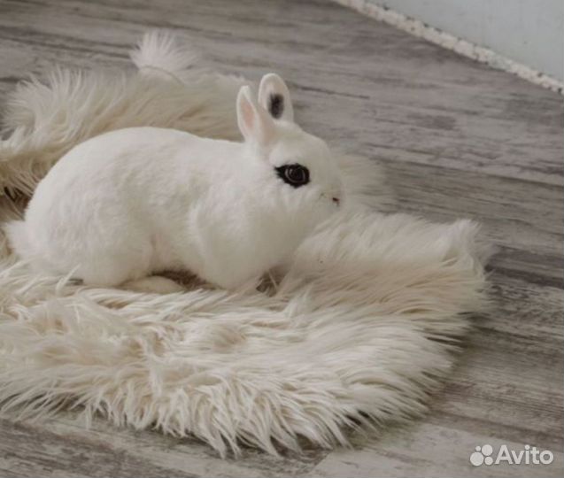 Аренда карликовых декоративных кроликов