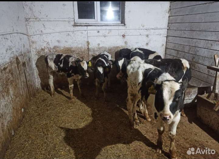 Телята бычки