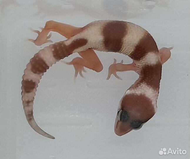 Геккон эублефар