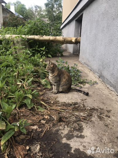 Кошечка ищет дом