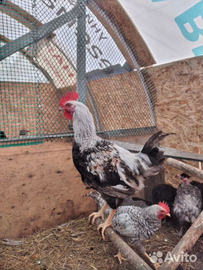 Петушки молодые