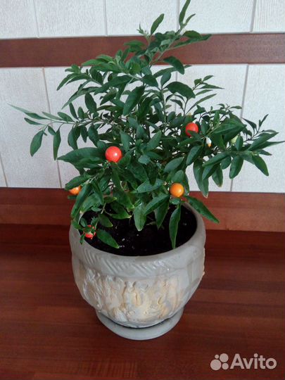 Комнатное растение «Иерусалимская вишня» (Соланум)