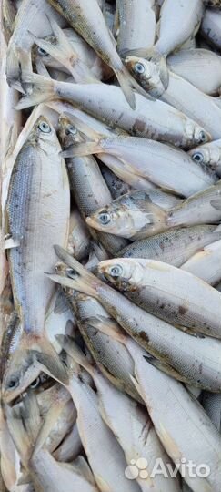 Свежемороженная рыба пелядь оптом
