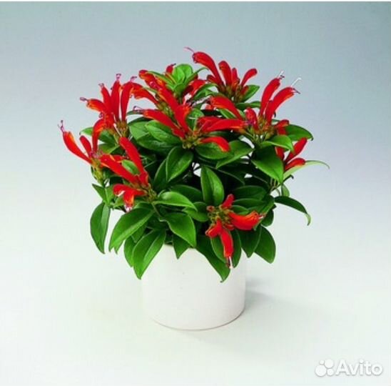 Финик, Эсхинантус