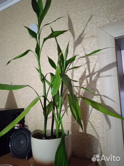 Комнатный бамбук