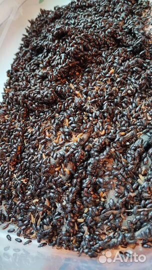 Жук знахарь, личинки жука знахаря