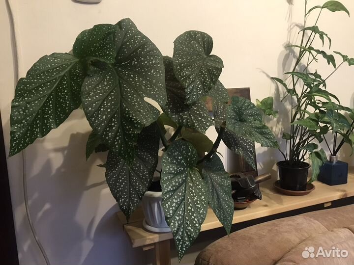 Бегония королевская