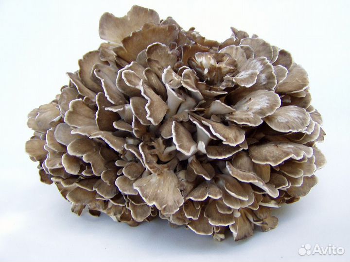 Гриб Майтаке / Плодовое тело