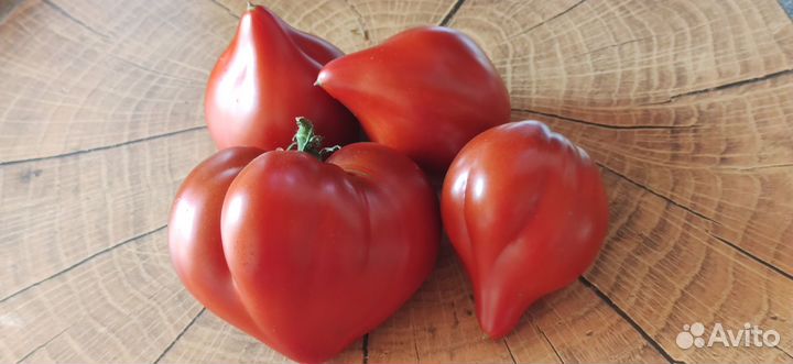 Семена редких коллекционных томатов