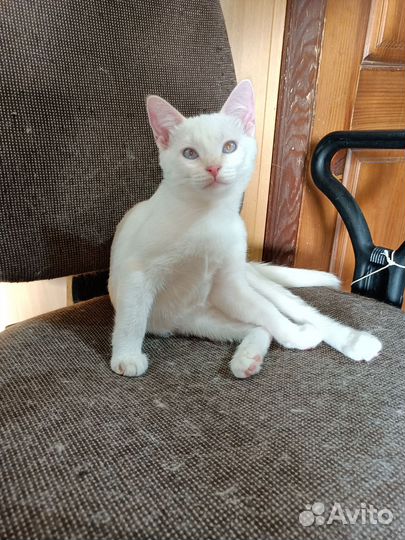 Кошка в дар бесплатно