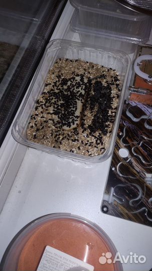 Жучки знахари