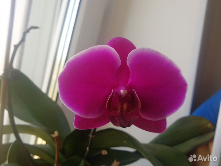 Орхидея фаленопсис