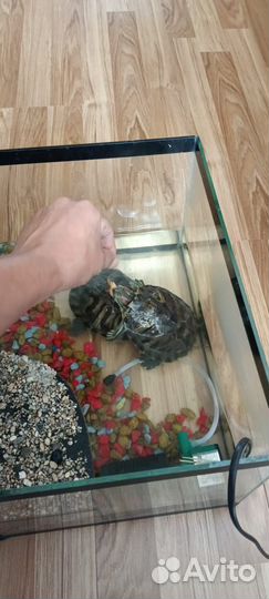 Красноухая черепаха с аквариумом