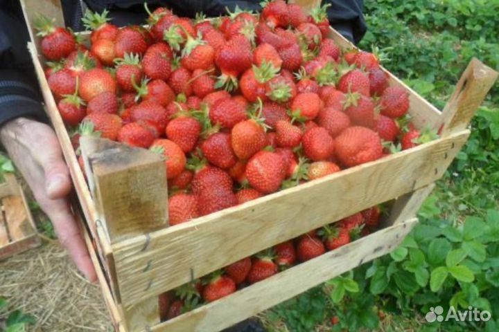 Клубника свежая мелкий опт