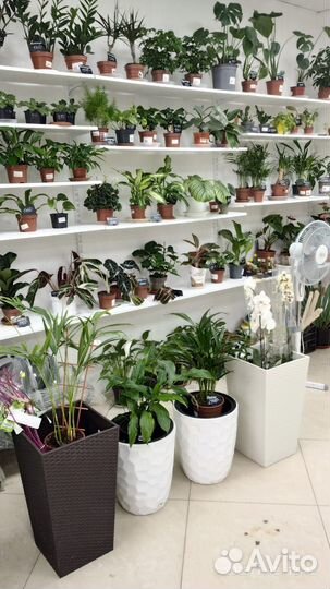 Монстера манки